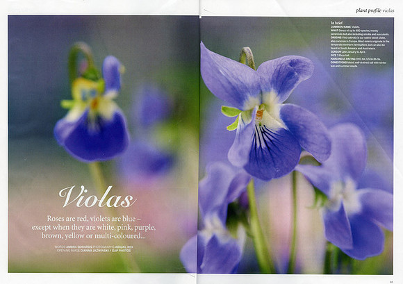 Gardens Illustrated opening page Violas February 2013