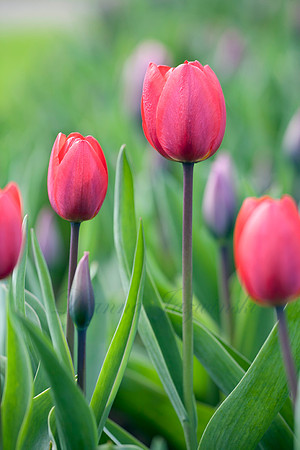 Tulipa