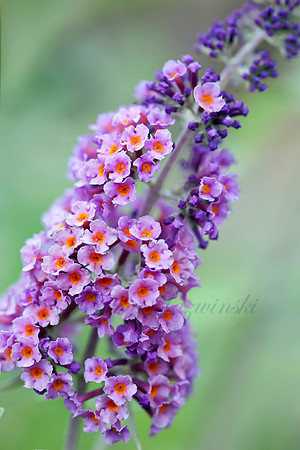 Buddleja weyeriana 'Bicolor'