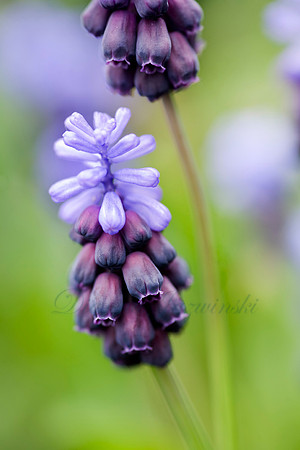 Muscari latifolium