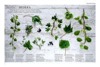 Gardens illustrated February 2018