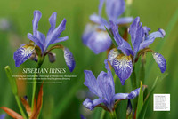 Gardens Illustrated June 2020