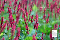 Gardens Illustrated October 2020